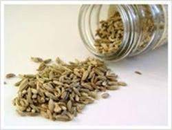 Fresh Organic Fennel Seeds
